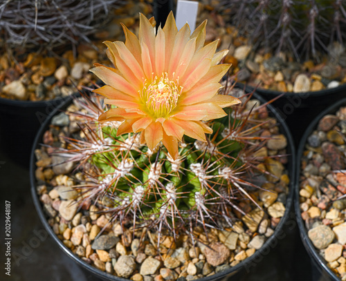 A flowering Gymnocalycium baldianum cactus