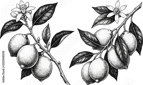 Detailed Vintage Hand Drawn Lemon Branch Sketches Featuring Ripe Citrus Fruits Leaves and Blossoms for Botanical Graphics Organic Product Branding and Farm Market Designs