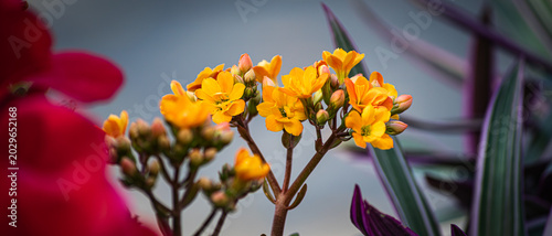 yellow tulip flower