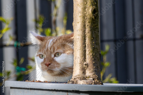 Curious Ginger and White Cat Hiding Behind Tree in Garden