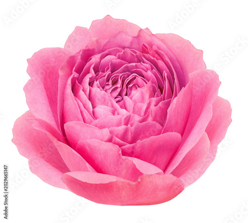 Peony flower  on  isolated background with clipping path. Closeup. For design. Transparent background	