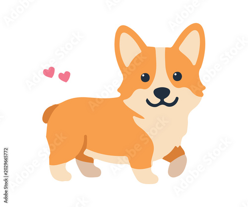 Cute flat design pembroke welsh corgi dog illustrations
