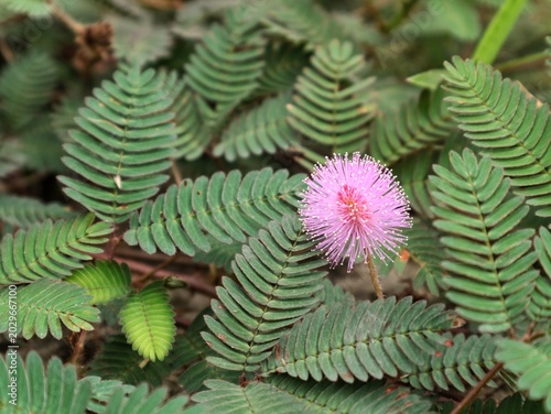 Tableau sur toile cactus in the gardenPink powderpuff flower of Mimosa pudica sensitive plant in t