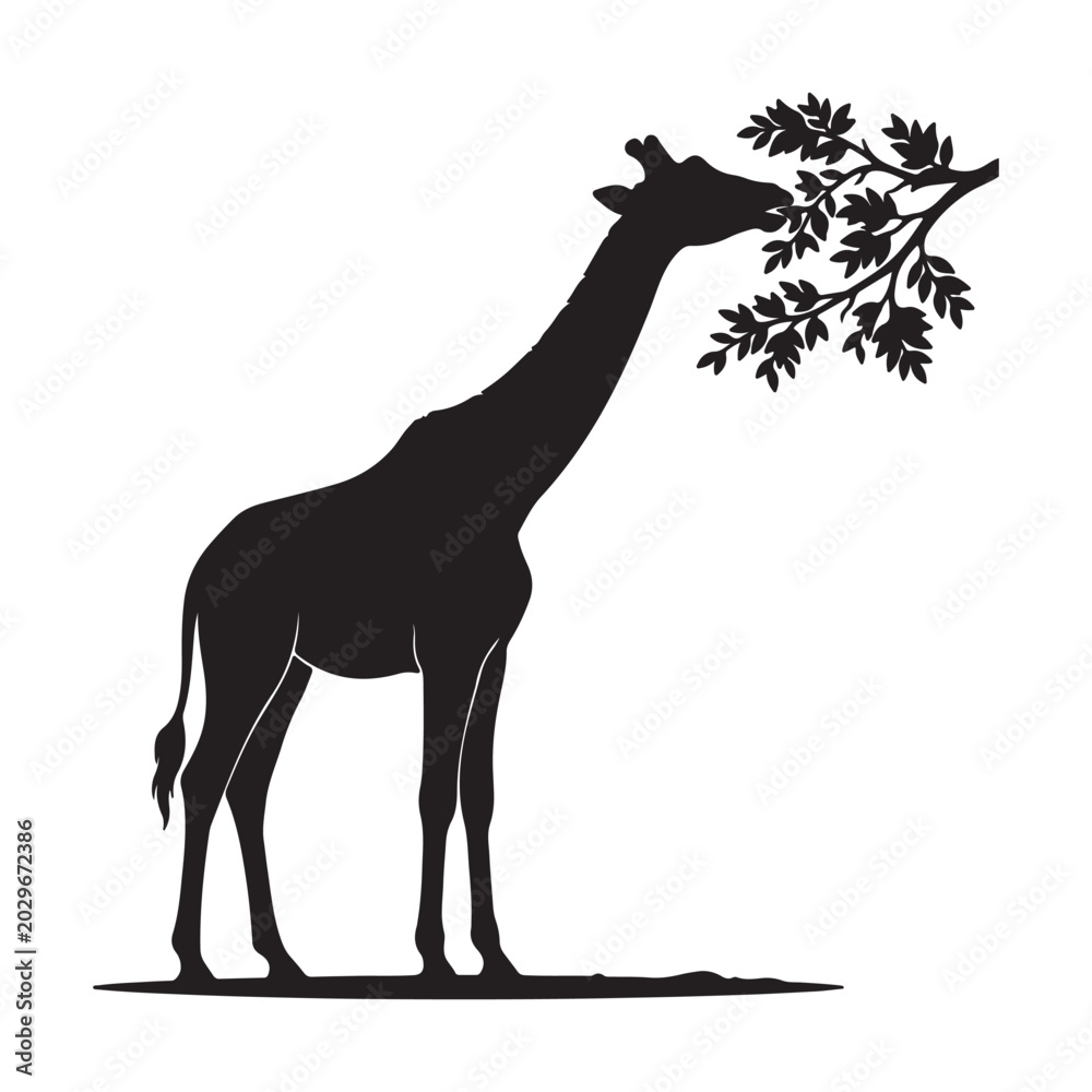 Fototapeta premium Black silhouette of a giraffe eating leaves from a tree branch des