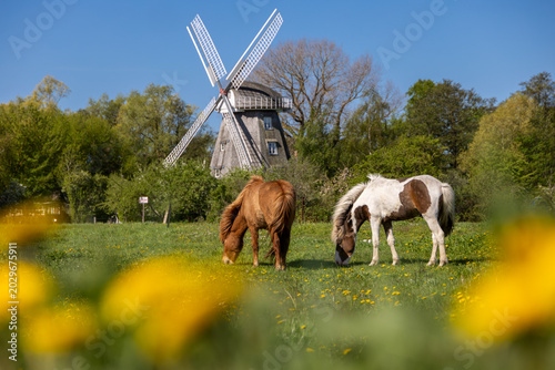 Horses graze near the windmill in the Baltic Sea resort of Ahrenshoop, on the Fischland-Darß-Zingst peninsula, Mecklenburg-Vorpommern, Germany, Europe