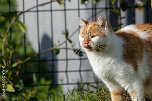 Cute Ginger and White Cat Licking Nose Outdoors