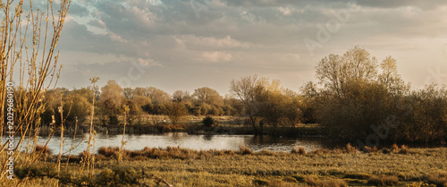 reeds in the morning