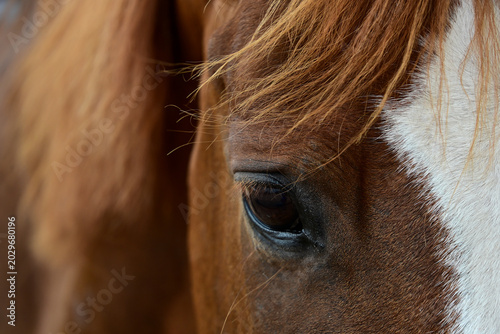 Foto close up on chestnut horse eye, detail of brown stallion face with white blaze,