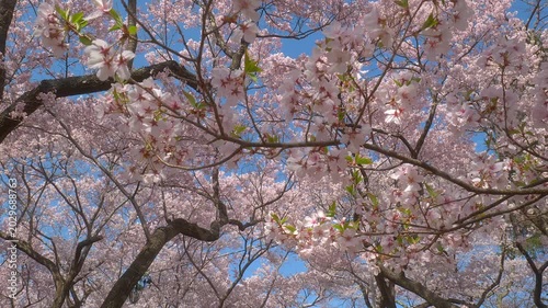 長野 高遠城址公園 満開の桜