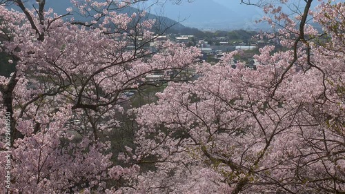 長野 高遠城址公園 満開の桜