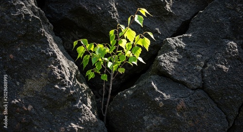Small green plant growing rocks.