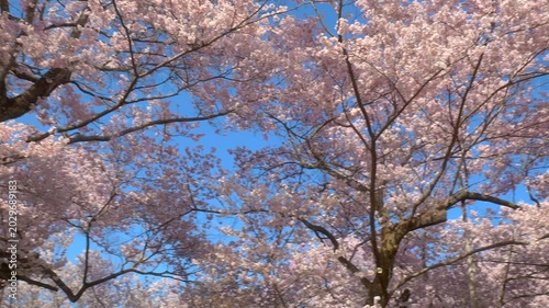 長野 高遠城址公園 満開の桜