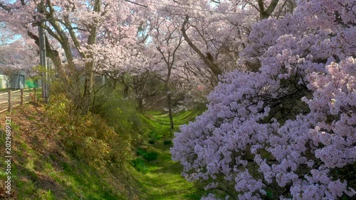 長野 高遠城址公園 満開の桜