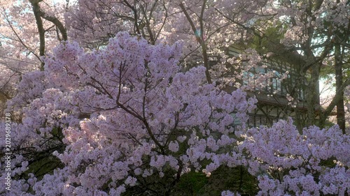 長野 高遠城址公園 満開の桜