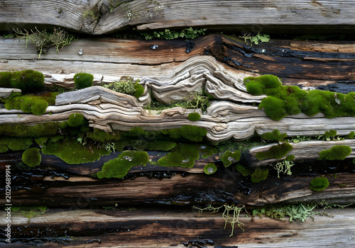 tree roots on the wall