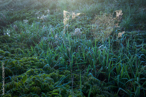 A spiderweb covered with frozen morning dew among green grass and plants in the soft morning light, Konstanz, Baden-Wuerttemberg, Germany