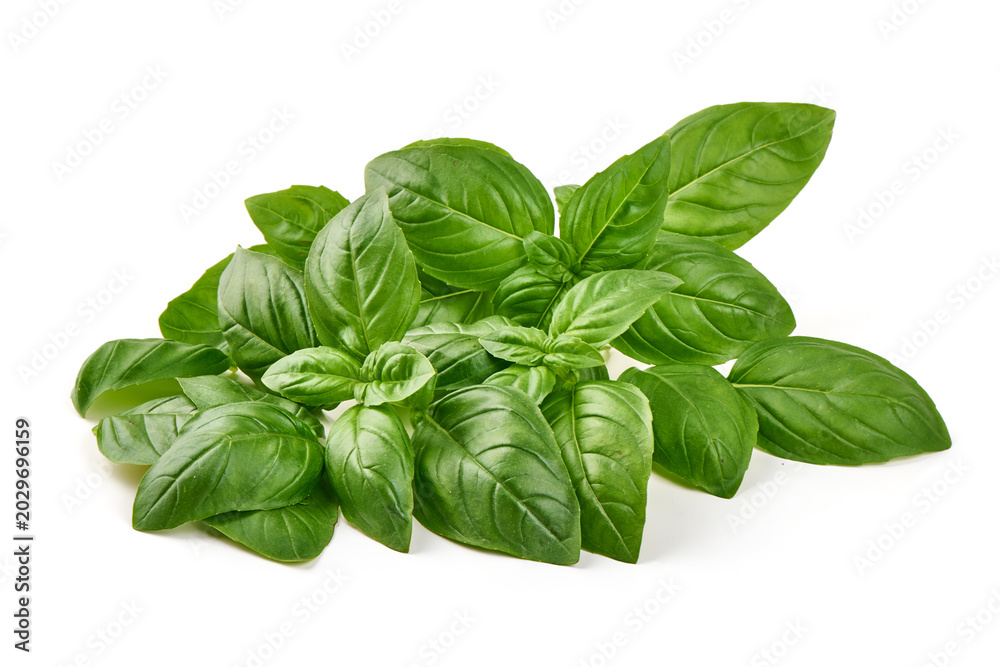 Fototapeta premium Fresh Basil Leaves, isolated on white background