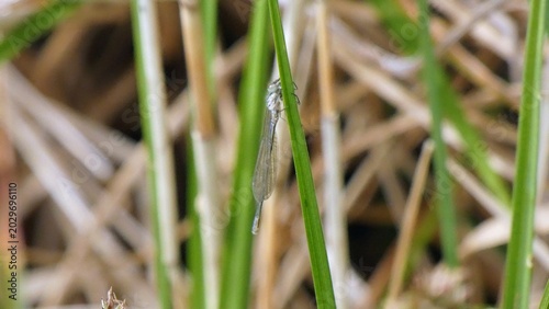 A damselfly is perched on a green reed stem. Its slender body and delicate, transparent wings are visible. The background consists of other grasses and blurred natural elements.