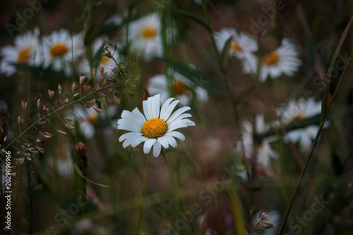 Bilde på lerret Close up of wild chamomile flower head on a dark moody green background