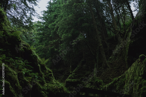 rain forest in the morning