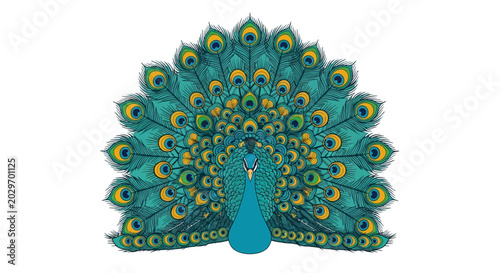 Flat vector illustration of a peacock with fanned tail feathers in teal and yellow