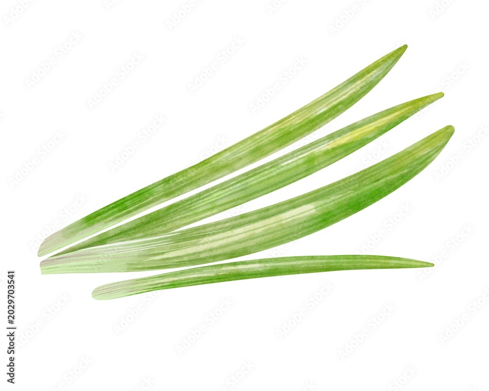 Fototapeta premium Fresh green onion tops Aromatic scallion greens isolated on white background perfect for culinary design healthy food branding and watercolor illustration