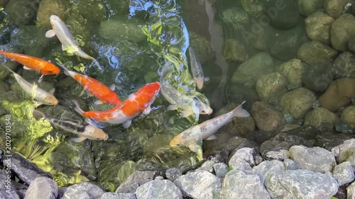 Koi Swimming In Pond