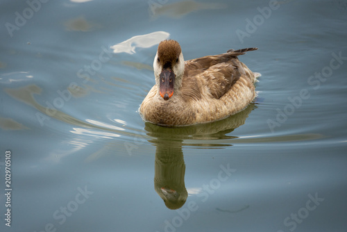 Tableau sur toile Male common pochard (Aythya ferina) swimming in a lake.