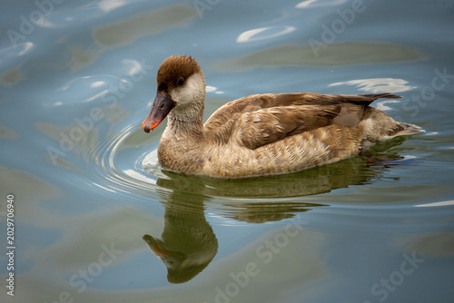 Tableau sur toile Male common pochard (Aythya ferina) swimming in a lake.