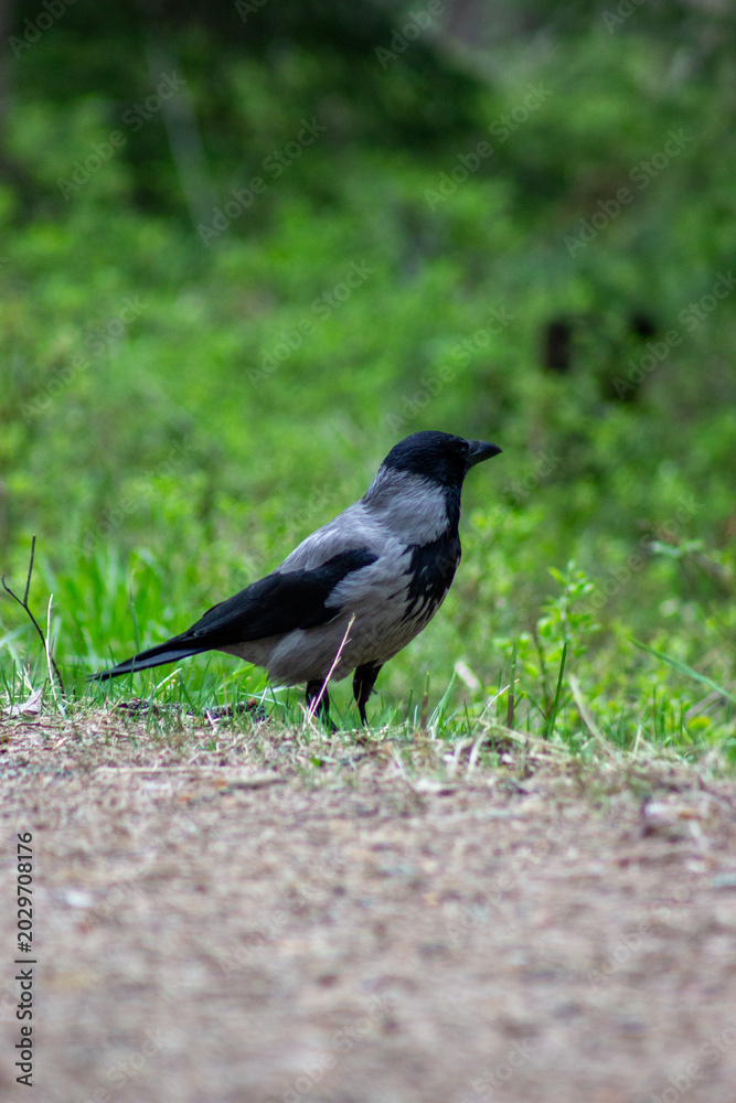 Fototapeta premium Hooded Crow Perched on Grassy Soil at Forest Edge