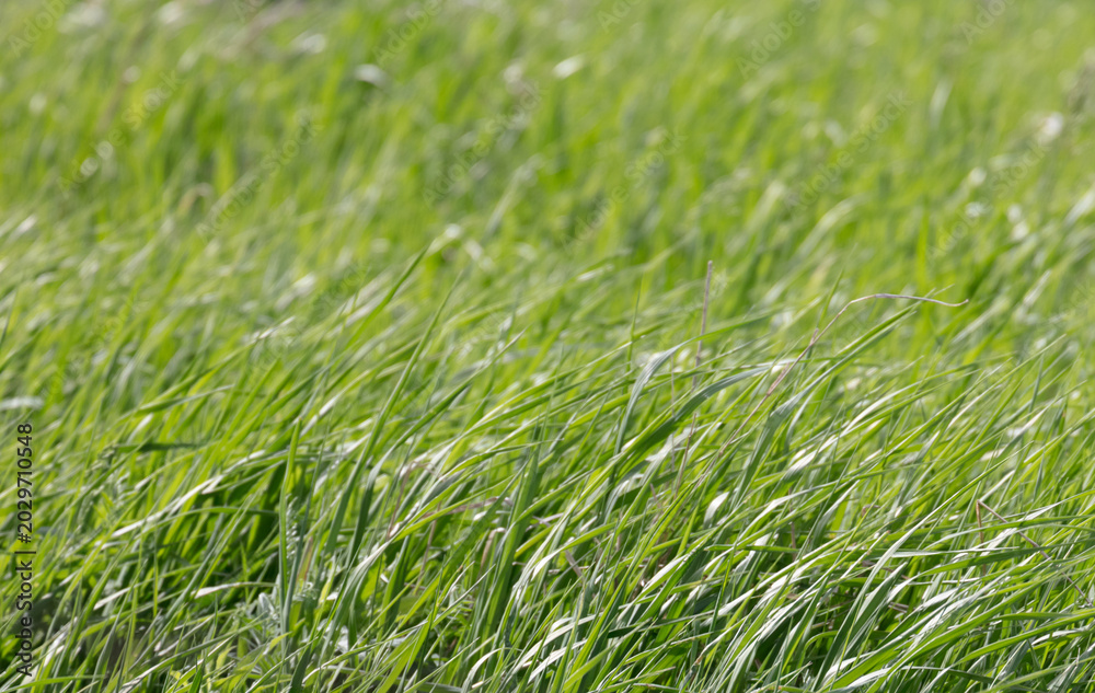Obraz premium Peaceful background of grass field in spring wind on a sunny day