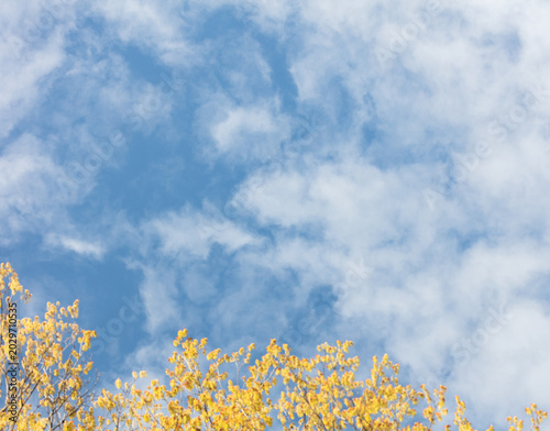Spring sky with clouds with blurred maple branch in the foreground