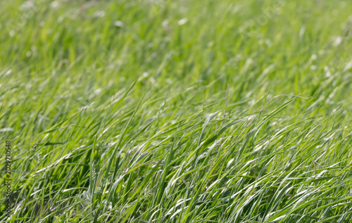 Peaceful background of grass field in spring wind on a sunny day