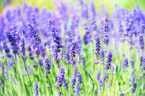 Selective focus on lavender flower. Soft focus. 