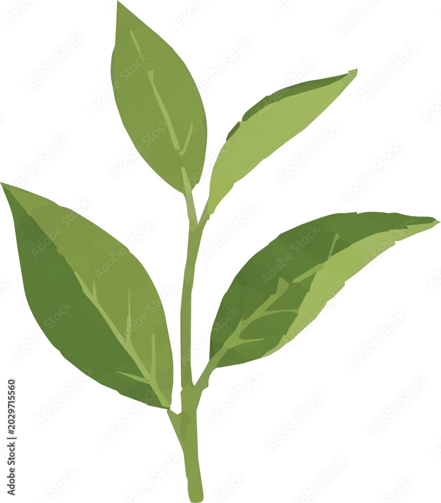 Fototapeta premium Tea plant branch vector illustration isolated on white background 