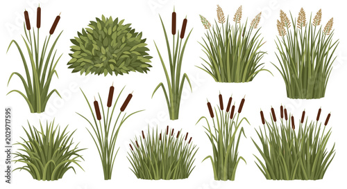 Selection of various wetland plants including tall reeds, cattails, and dense green bushes for natural landscape and environment design.