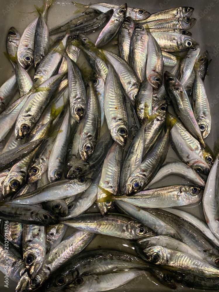 Obraz premium An anchovy, freshly caught in the port of Burgas, Bulgaria