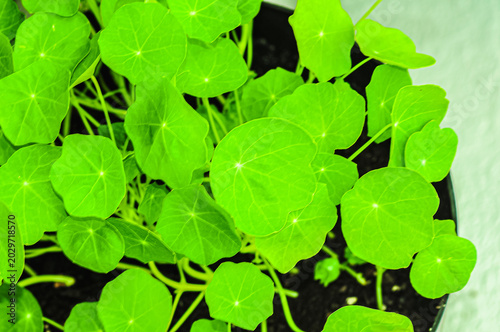 top view, close distance of, growing pot filled with Nasturtium plant green leaves, under strobe lighting