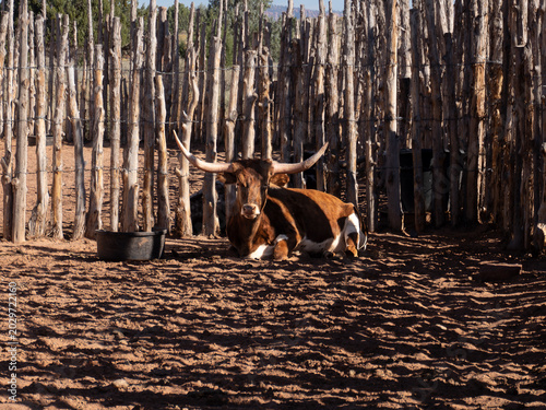 Longhorn at Pipe Spring National Monument in Arizona. Pai is a living history example of first cattle herd brought to Pipe Spring in 1863 by James Whitmore. Texas longhorns are hardy and adaptable. 