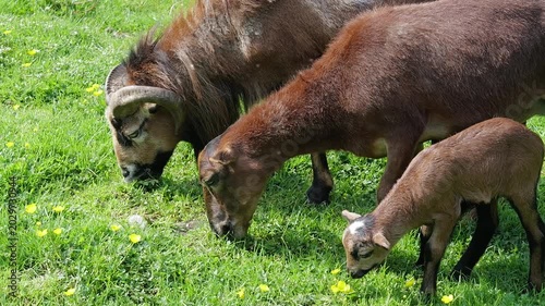 Brown goat family grazing together in a field