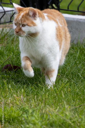 Ginger and White Cat Walking Through Green Grass