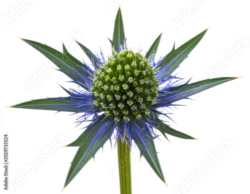 Sea holly plant eryngium blossom on white background