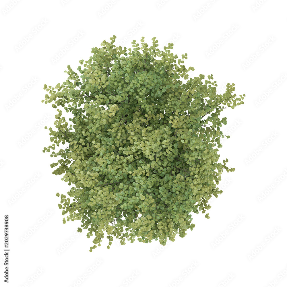 Obraz premium 3d illustration of Slippery Elm tree isolated on transparent background from top view