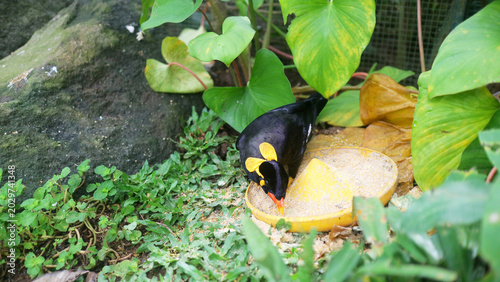 Tableau sur toile Common hill myna bird eating from feeder on ground