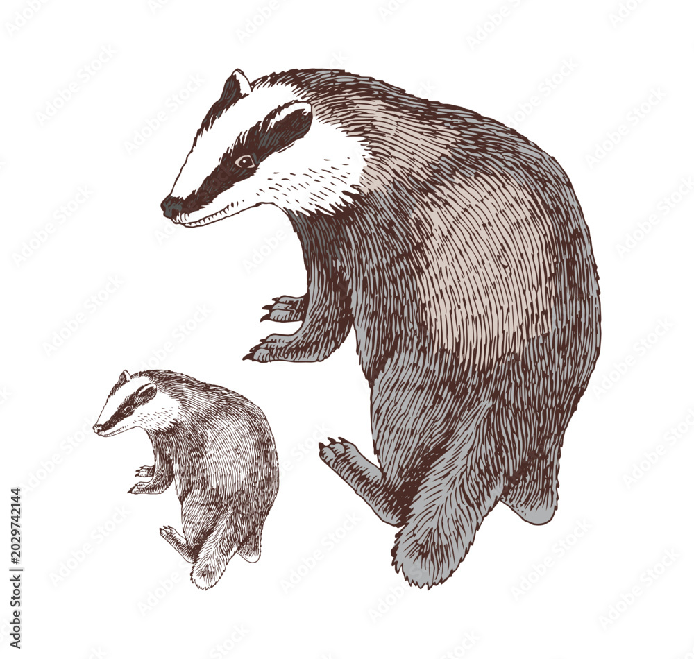 Fototapeta premium Badger hand drawn vector illustration