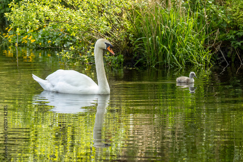 Photos Close up of a graceful mute swan on the pond