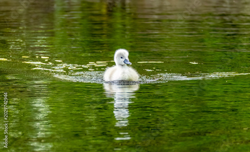 Quadro em tela Newly fledged mute swan cygnet swimming on the pond