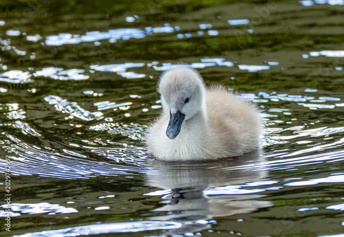 Obraz na plátne Newly fledged mute swan cygnet swimming on the pond