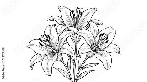 Fotografie Line drawing of three lily flowers on a white background