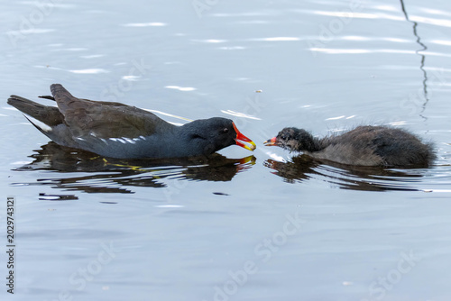 Konstfotografi Moorhen parent feeding fledgling baby on the pond